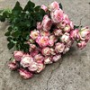 POLYANTHA KE. STREET PARTY ROSA/VIT